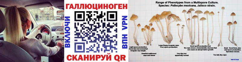 купить наркоту  Озёрск  Галлюциногенные грибы Psilocybe 